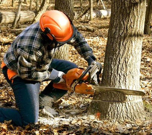 Tree Removal in Lennox, SD